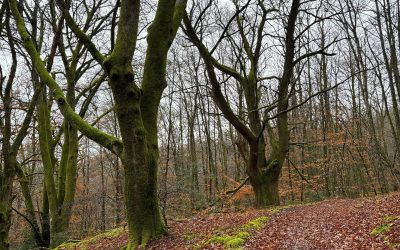Un tour en forêt