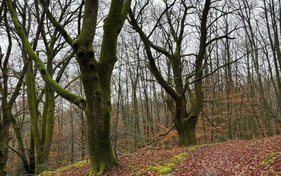 Un tour en forêt