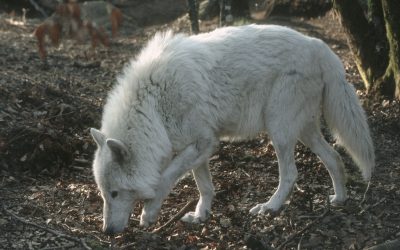 Parc des Loups de Chabrière